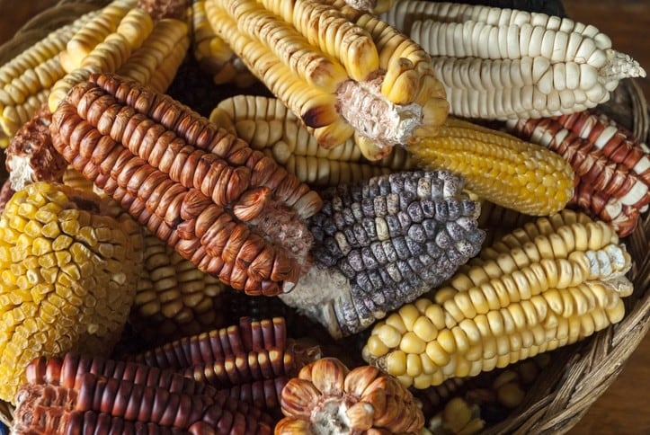‘Fast and efficient’: How new near-infrared tech and machine-learning enables on-the-ground chemical testing of agri products
