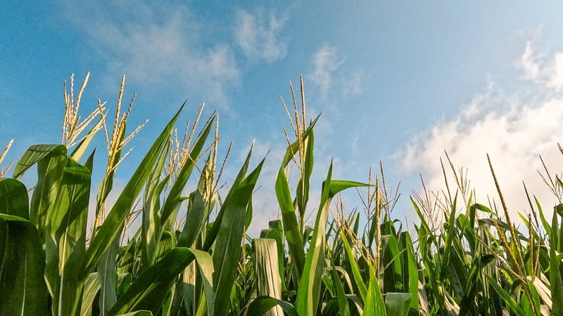 Year-round E15: House passes bill to bolster ethanol usage amid rising fuel costs