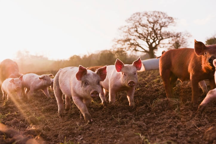 How pork giant Muyuan Group deploys AI to manage the world’s largest pig herd