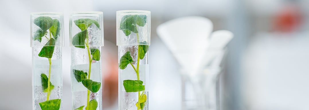 Xanthan-Gum-as-a-texturant-in-media-for-plant-tissue-culture.png