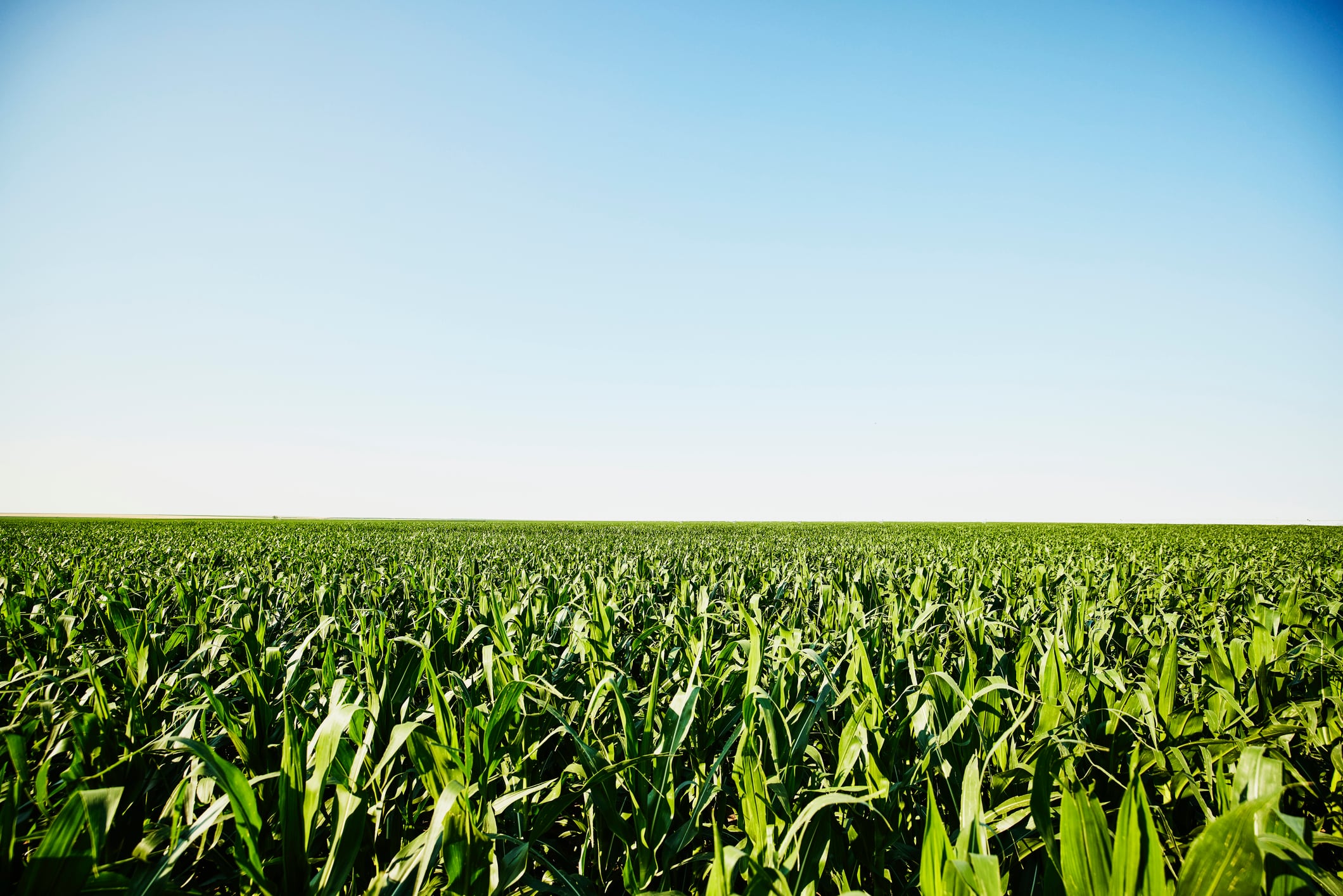 The France-based company was recognised for its proprietary phytosterol technology, which is designed to help crops prepare for environmental stress before it occurs rather than simply responding once drought or heat stress has already taken hold.