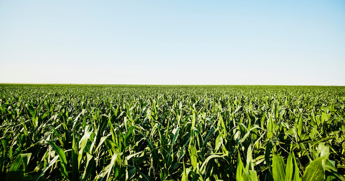 Elicit Plant scoops climate adaptation award as growers battle mounting weather extremes