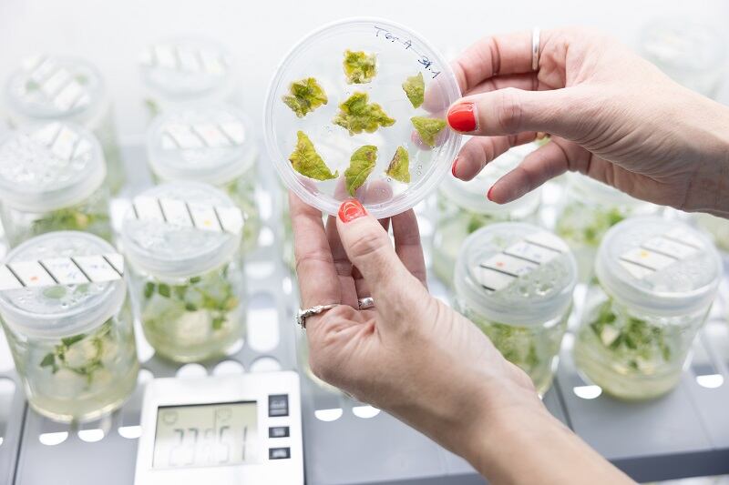 Molecular farmer reveals first step to producing proteins in common plant crops