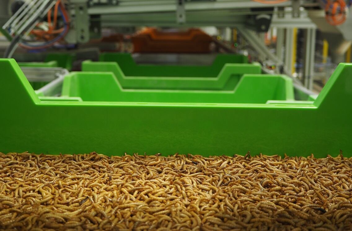 Ÿnsect facility gets €20m EU funding, Protix opens doors to new production site 