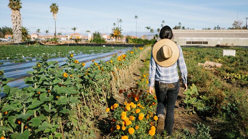 A younger farmer in a field