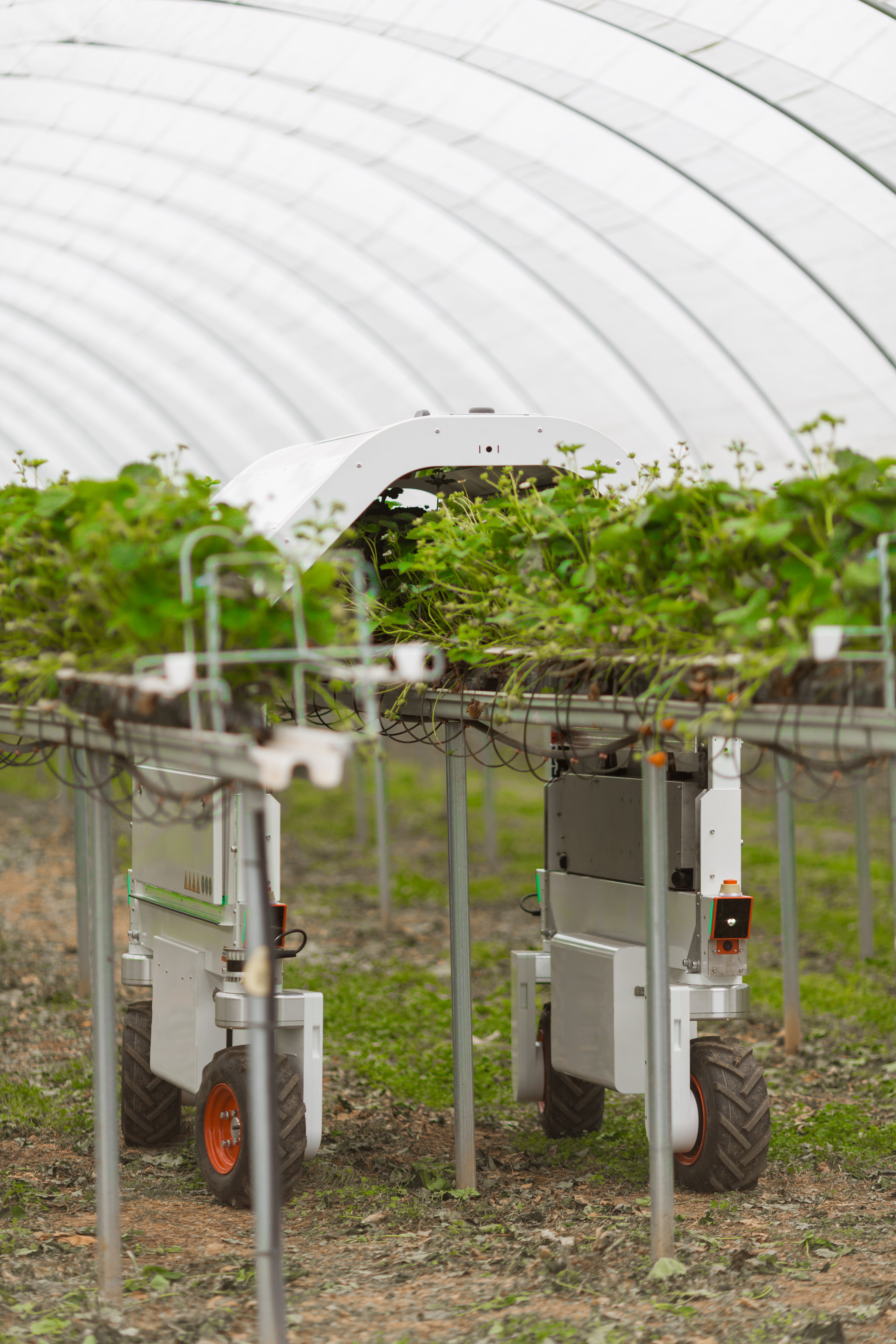 Thorvald robots will capture detailed video data on fruit and flower development. It already treats 20% of the UK’s tabletop berries with UV-C crop protection