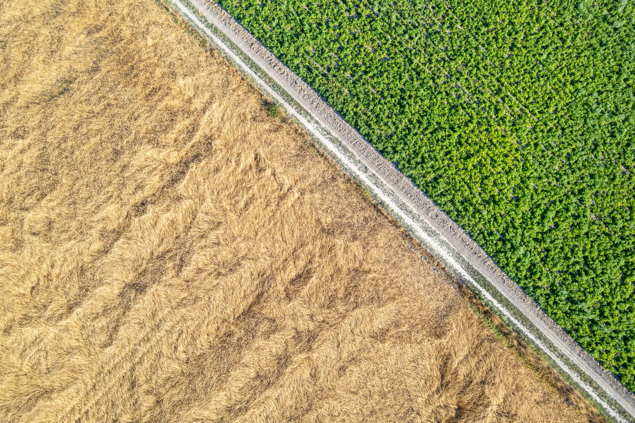 Food and farming business Wildfarmed has teamed up with Lloyds Banking Group and Nestlé to create a path for regenerative farming to move beyond niche adoption.