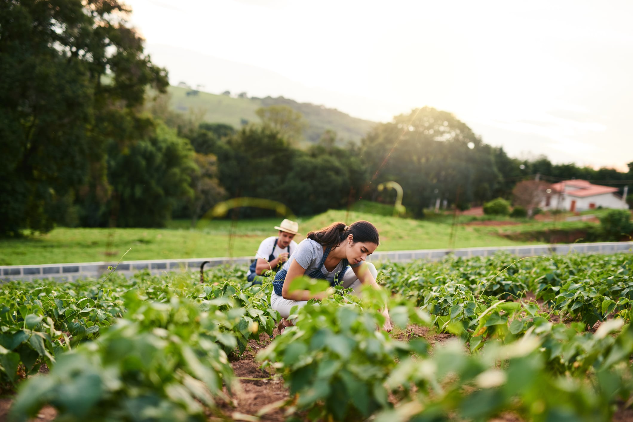 Syngenta expects EXORT to move from field trials to the commercial market relatively rapidly, with a first launch planned for Latin America in 2027.