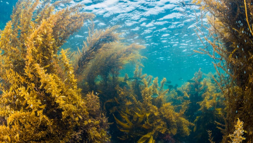 Zentide set to scale biostimulant production tenfold, eyes SEA export potential