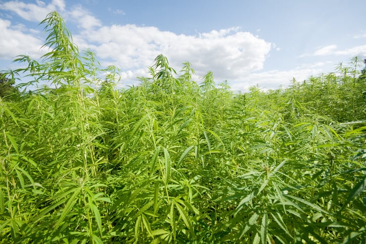 Move on to supercharge Australian hemp industry over next 5 years