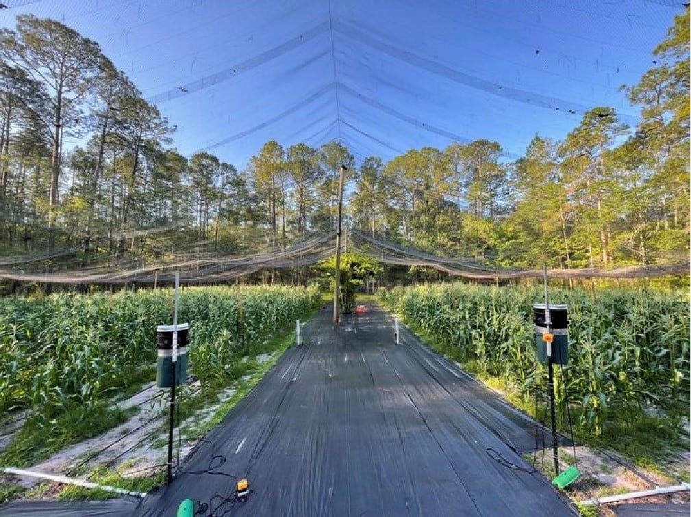 Laser scarecrows aim to make birds see red