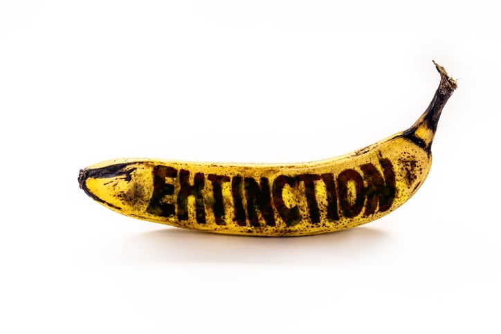 Saving the banana: rapid detection ‘crucial’, scientists warn