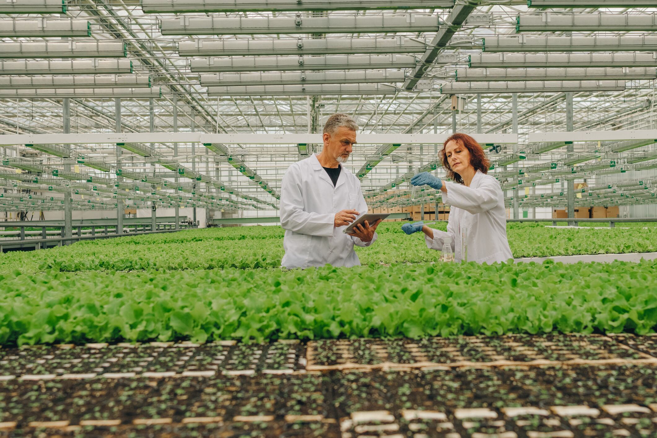 UK horticulture has significant growth potential, but only if businesses feel confident enough to invest, experts warn