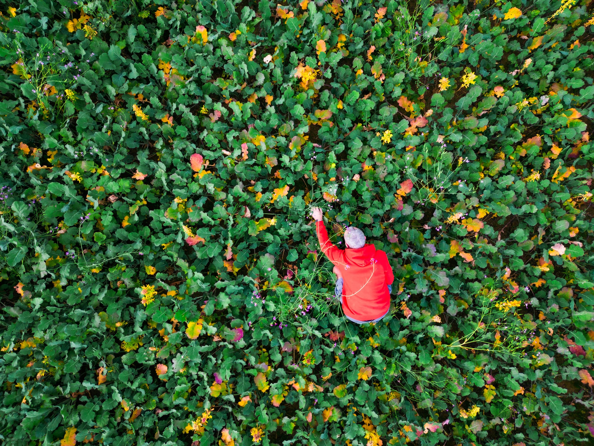 Syngenta expects EXORT to move from field trials to the commercial market relatively rapidly.
