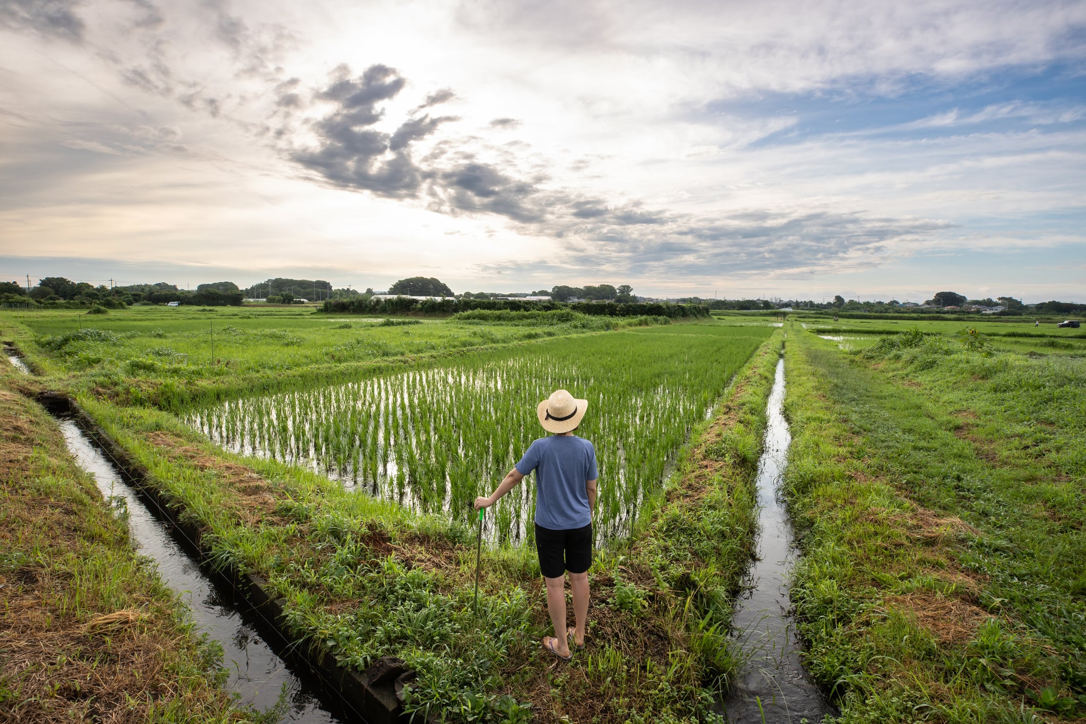 Stuck in the mud: Study uncovers why AWD adoption in rice systems remains stubbornly low