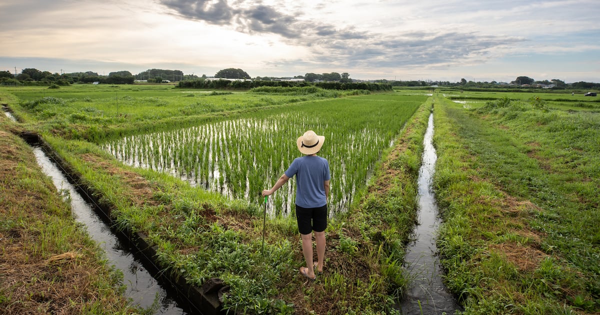 Awd Rice Eh Study uncovers why AWD adoption in rice systems remains stubbornly low