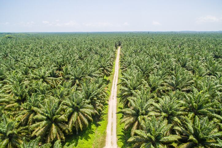 Asian Agri: Three no’s underscore drive to make palm oil more sustainable