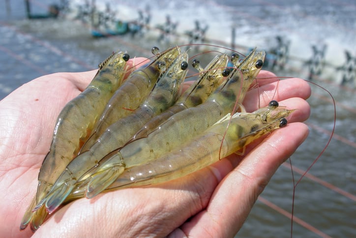 BioMar-looks-to-bolster-position-in-global-shrimp-industry.jpg