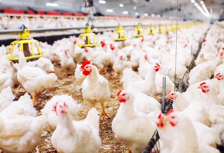 FOLIUM Science looks to rebalance the microbiome, reduce ammonia production in poultry