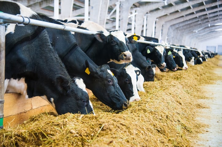 DSM submits methane inhibitor to EU feed additive approval process