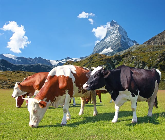 Nestlé ‘exploring solutions’ to reduce methane emissions through feed