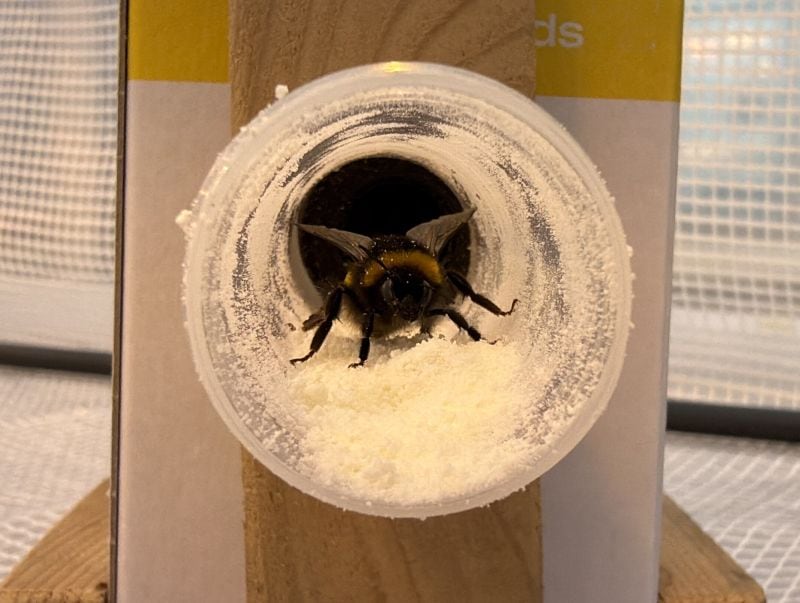 A hive-mounted system coats bumblebees with phage powder, enabling them to deliver natural bacterial controls to cherry blossom as they pollinate flowers.