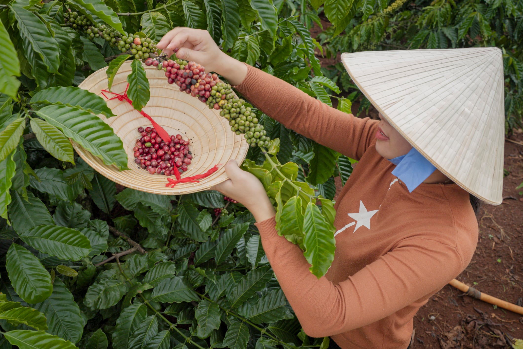 The GrowHub eyes surging demand for Vietnam carbon credits ahead of ETS launch 