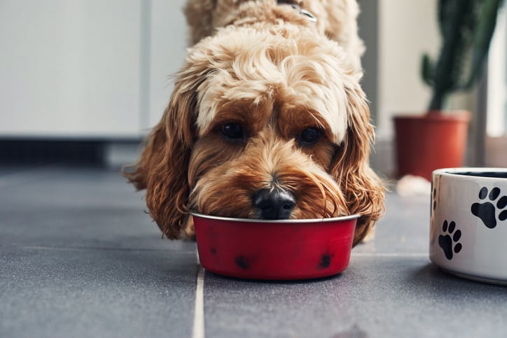 Plant-based dog food brand PawCo secures $2m in funding