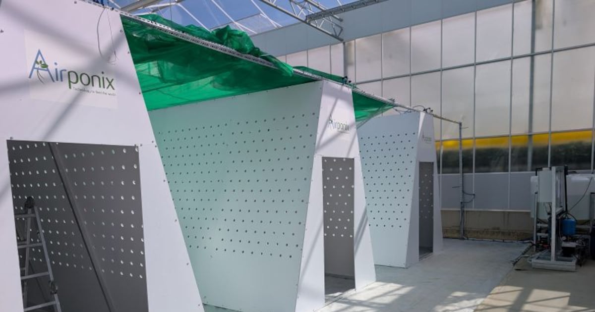 Airponix and Dyson Farming target England’s seed potato gap with fog-based growing system