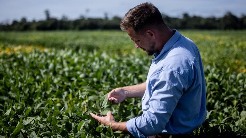 A man in a field holding a plant leaf