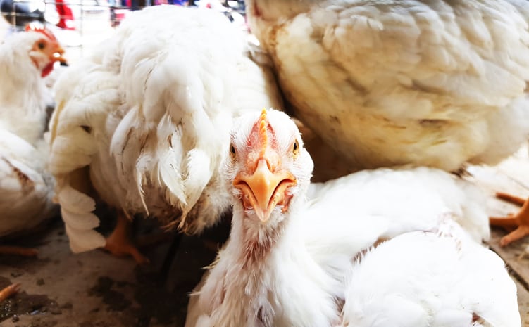 Alternatives-sought-to-fishmeal-use-in-broiler-feeds-in-developing-markets.jpg