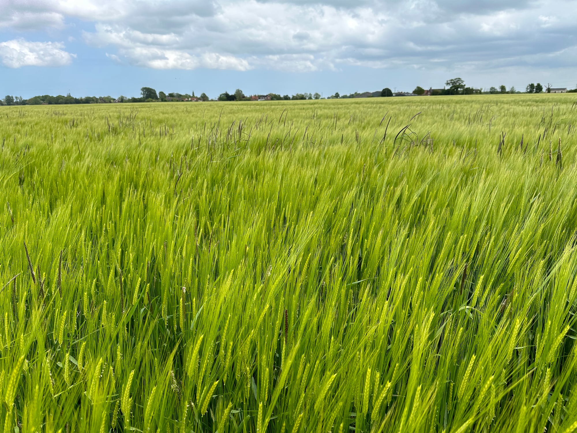 Bosch’s smart sprayer project promises precision weed control for UK cereal farmers