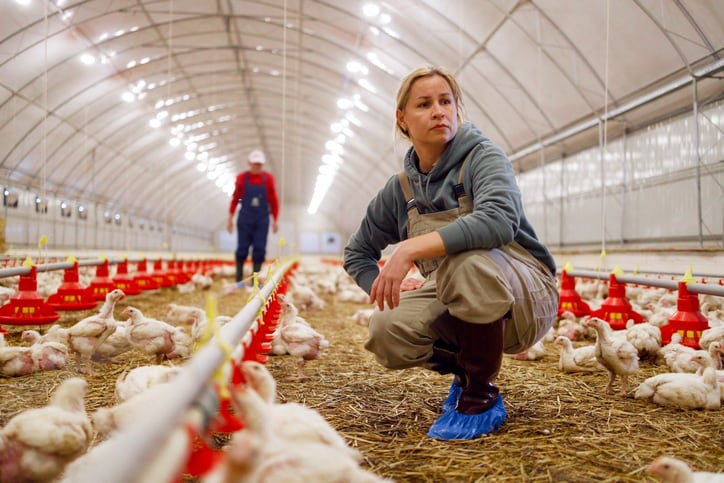 Debate heats up over economic and environmental impacts of higher welfare chicken production