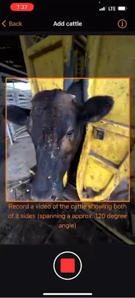 bovine.jpg