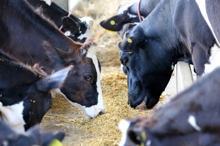 Dairy-cows-on-canola-meal-diets-may-outperform-those-on-SBM.jpg