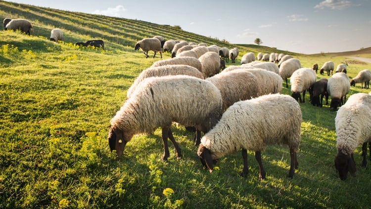Climate-smart sheep: Australia launches three-year project to boost sustainability and market access