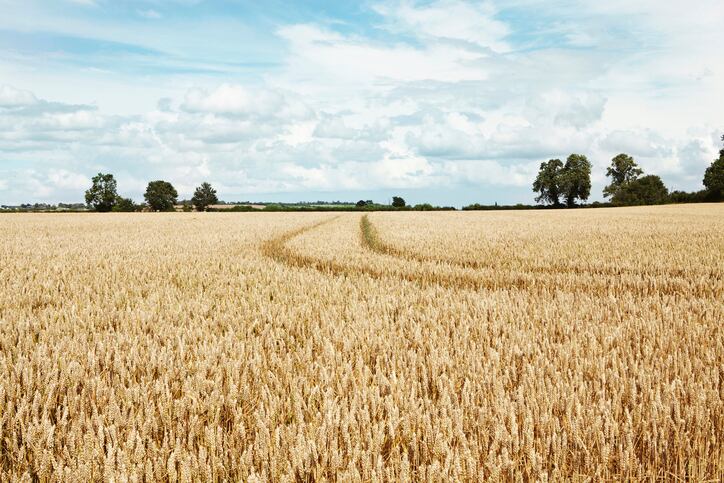 WASDE: Higher global wheat stock forecast, corn and soybean projections show mixed results