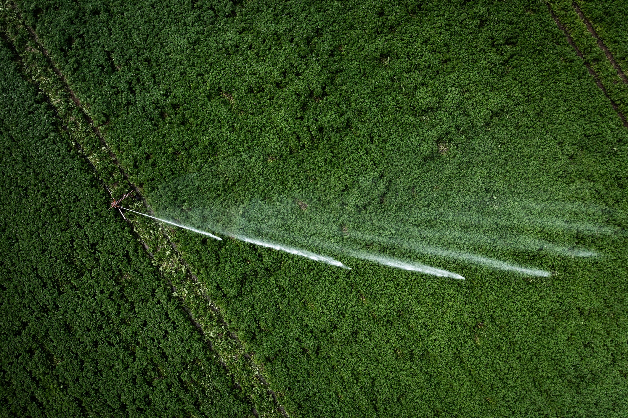 McCain unveils UK ‘Farm of the Future’ to accelerate regenerative agriculture amid global onboarding drop