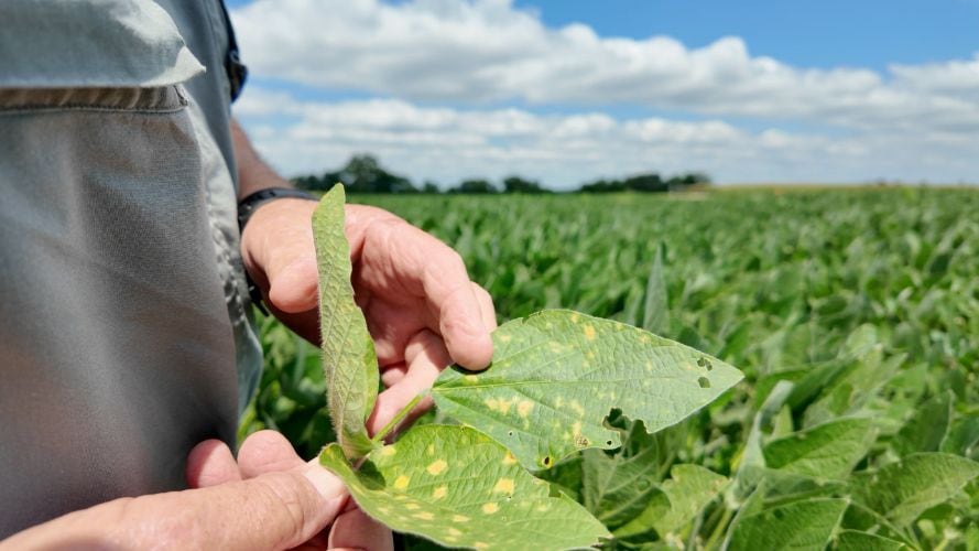 Robigo is initially targeting diseases that carry significant economic costs for growers such as Sudden Death Syndrome in soybeans.