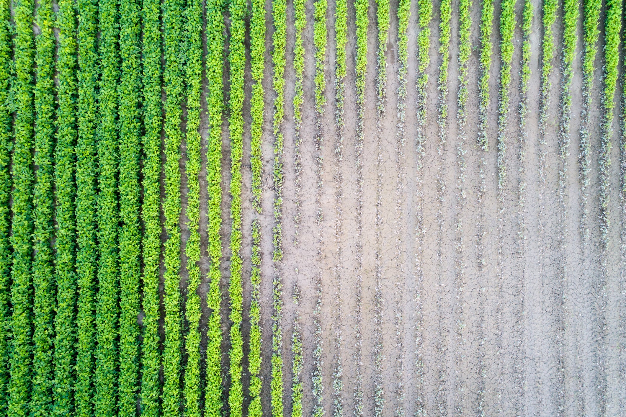 Breeders are placing greater emphasis on traits that help crops withstand insects, disease and environmental stresses before a sprayer ever enters the field, says Andrew Walker from an agricultural biotechnology firm Cibus.