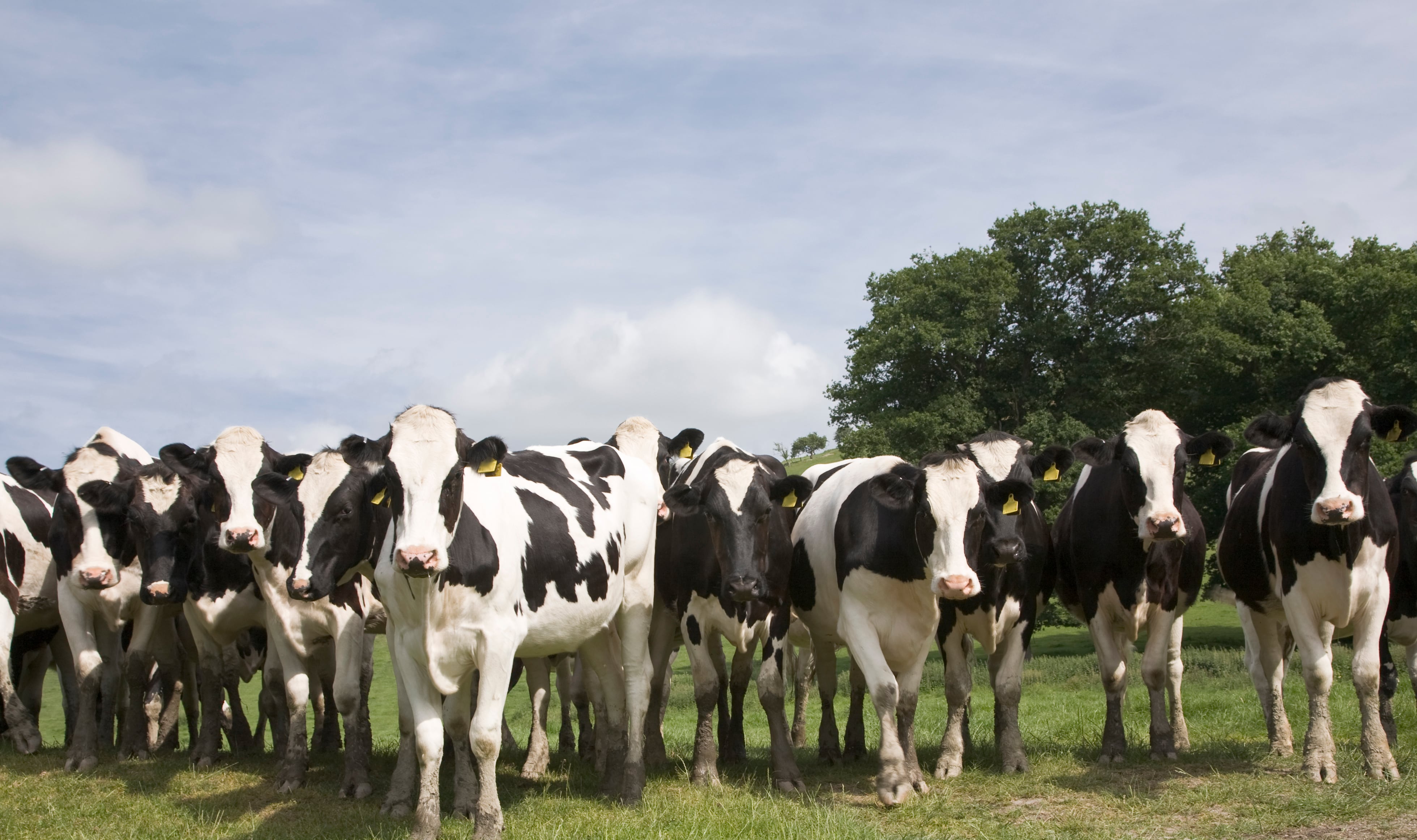 Agrifirm and VetosEurope partner to expand use of methane blocker 