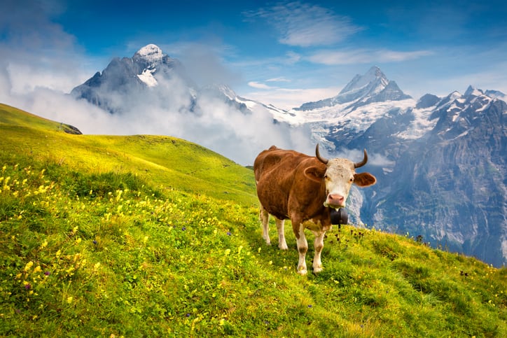 Pesticides-antibiotics-and-imported-feed-Switzerland-set-to-vote-on-measures-that-could-transform-the-local-agriculture-sector.jpg