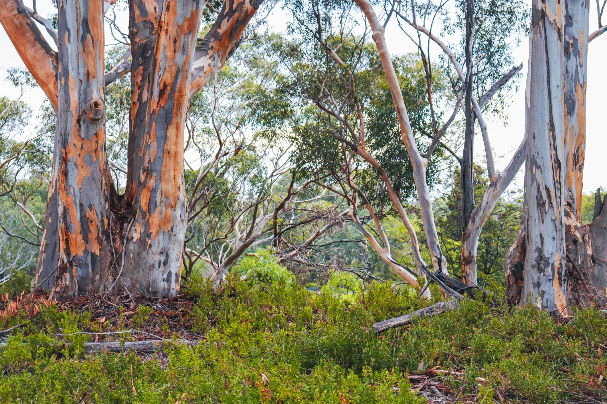 Cibus Capital launches Cibus Carbon to tap booming Australian carbon credit market
