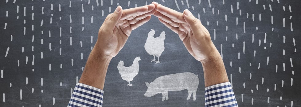 Water-soluble-probiotics-vs-AGPs-the-changing-landscape-of-poultry-farming.jpg