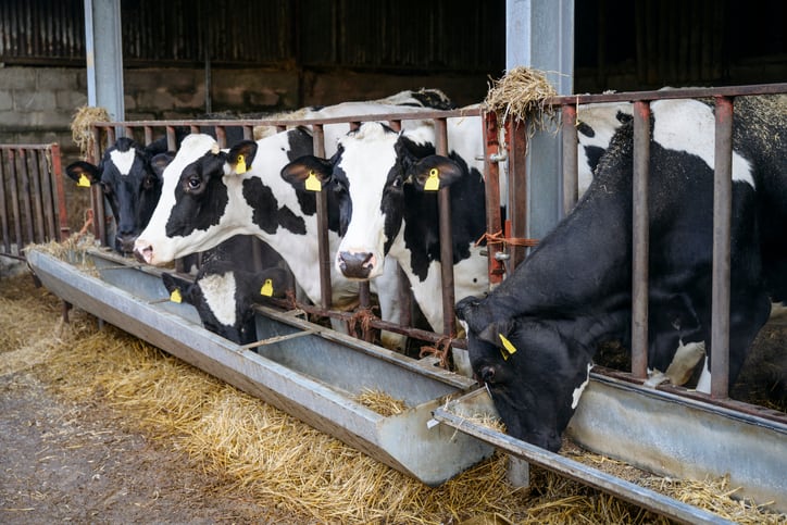 Work-is-ongoing-to-bring-methane-inhibitors-to-UK-market.jpg