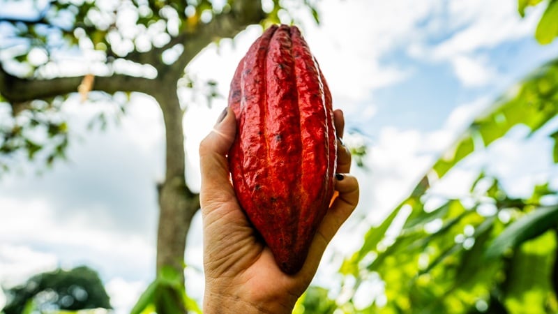 Building a more resilient cacao supply chain: AgroNetica set to commercialize disease-resistant traits