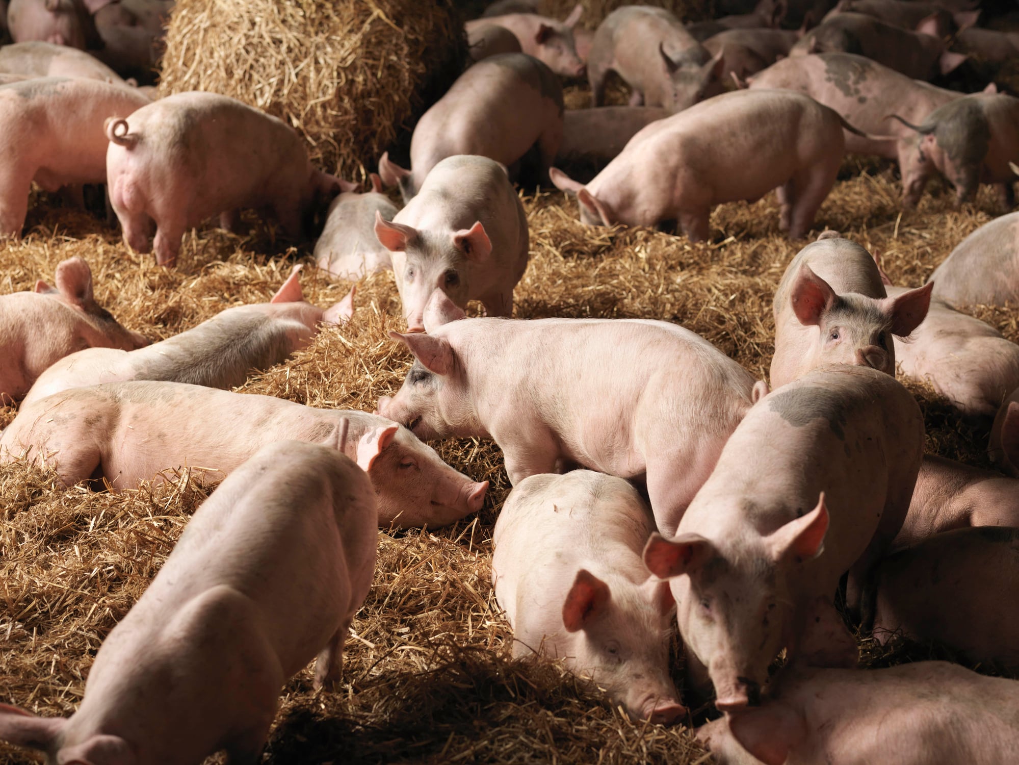 Pigs in a farm