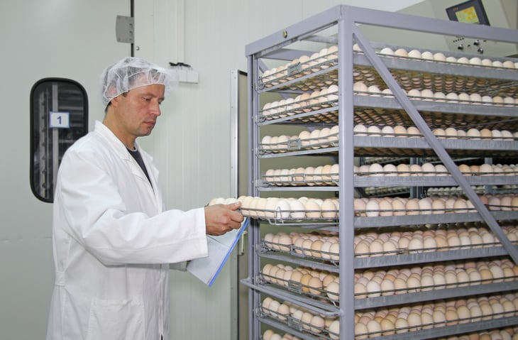 Five-year timeline given to Dutch hatcheries to implement early feeding