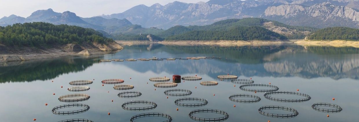 Aquaculture’s next phase: Breakthrough innovations redefining practices 