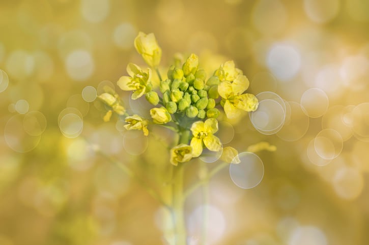 Yield10 camelina cultivation program on track: Target markets include biofuels, aquaculture and PHA bioplastics